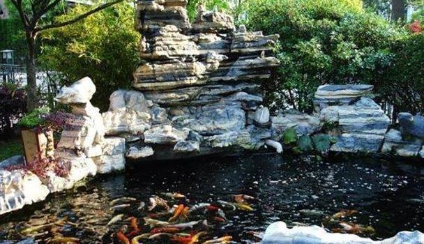 泰北虎和泰國虎：泰北虎和泰國虎在科屬分類、形態特征、生活習性、飼養難度及特征