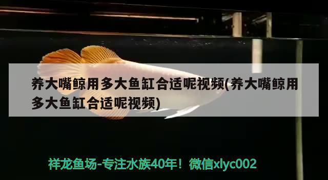 龍魚如何訓食飼料vs祥龍魚場：龍魚訓食飼料與祥龍魚場之間的對比