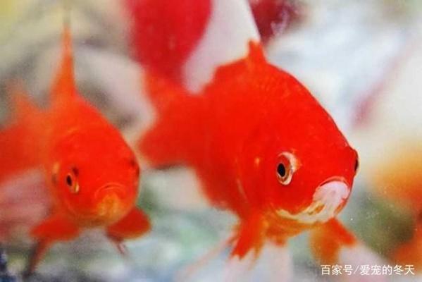 魟魚變白：[需手動填充]魚為什么會變白？