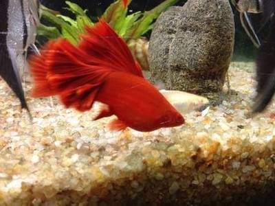 魚(yú)缸底濾打氧(魚(yú)缸底濾打氧在什么位置好)