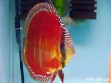 最好養的雷龍魚是哪種品種(最好養的雷龍魚是哪種品種圖片)