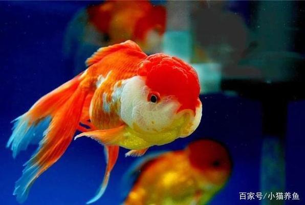 虎魚(yú)是深海魚(yú)嗎還是淺海