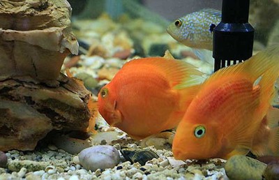 底濾魚缸四角溢流和三重溢流（ 底濾魚缸四角溢流和三重溢流哪個好）