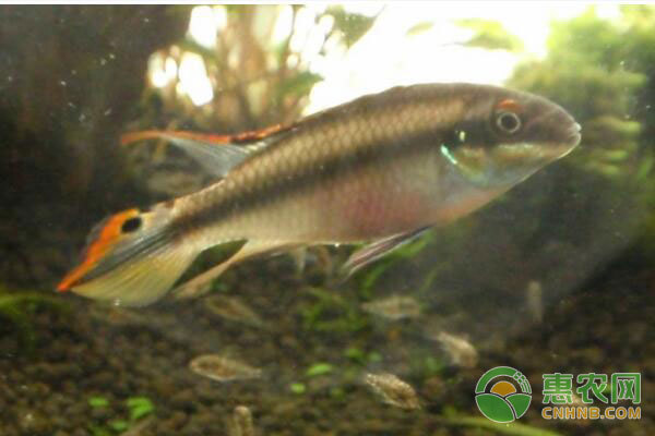 底濾魚缸四角溢流和三重溢流（ 底濾魚缸四角溢流和三重溢流哪個好）