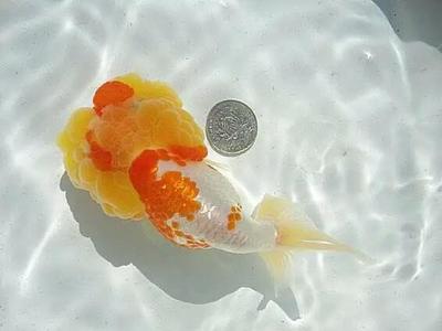 過背金龍魚多久發色一次啊：過背金龍魚發色時間