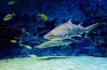 水族館哪里的比較好玩中國：中國水族館推薦