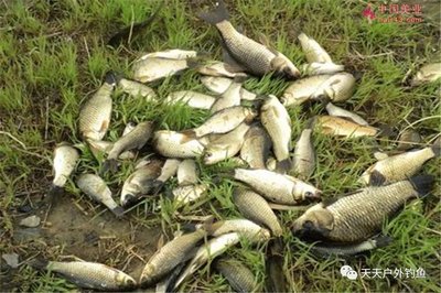 張家口魚缸底柜廠家電話號碼查詢(張家口北名魚缸廠)