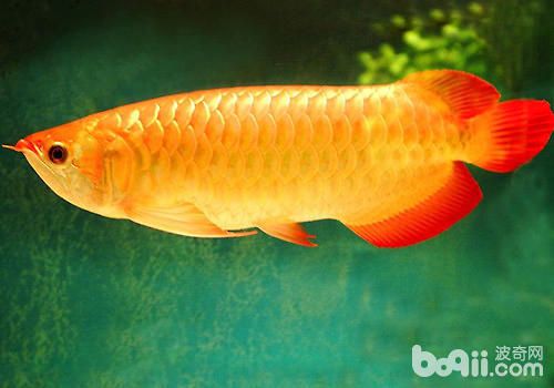 龍魚常見疾病的預防：如何判斷龍魚是否健康