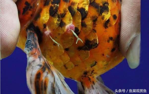 創(chuàng)星加熱棒出口和普通什么區(qū)別：創(chuàng)星加熱棒出口版和普通版和普通版加熱棒的優(yōu)缺點