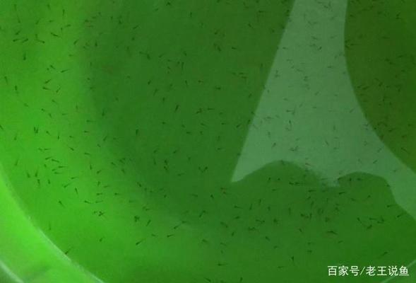 紅龍魚小魚晚上要開夜燈嗎：紅龍魚小魚是否需要開夜燈