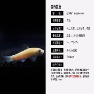 虎魚身上有白色肉芽狀物是什么原因：虎魚身上出現白色肉芽狀物可能是由多種原因引起的