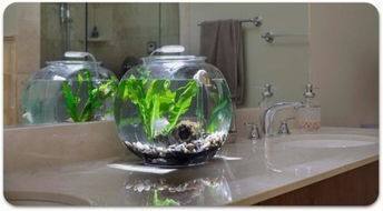 宣城哪里有賣魚缸的實體店鋪啊圖片(宣城哪里有賣金魚的)