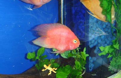 鋁型材魚缸底柜玻璃門（鋁型材魚缸底柜玻璃門怎么安裝）