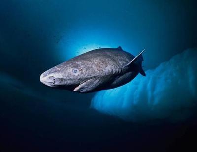 馬印神燈可以不放水里么：如何最有效地利用這盞“神燈”,馬印神燈可以不放水里么