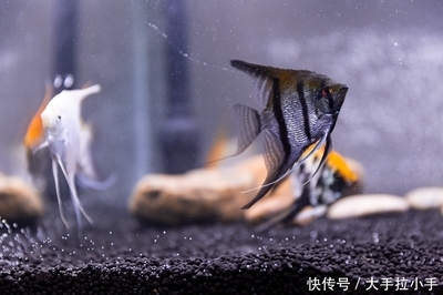 最漂亮的淡水觀賞魚排行榜（好看的淡水觀賞魚有哪些）