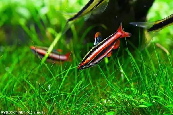 魚缸滲水補(bǔ)膠后多久能加水 魚缸漏水補(bǔ)膠多久能用