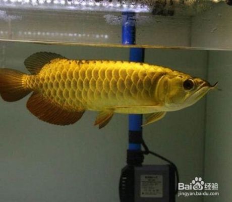 泰州哪里賣魚缸便宜又好的 泰州哪里有批發漁具得 老魚匠 第1張 泰州哪里賣魚缸便宜又好的 泰州哪里有批發漁具得 泰州哪里賣魚缸便宜又好的 泰州哪里有批發漁具得 老魚匠 第1張