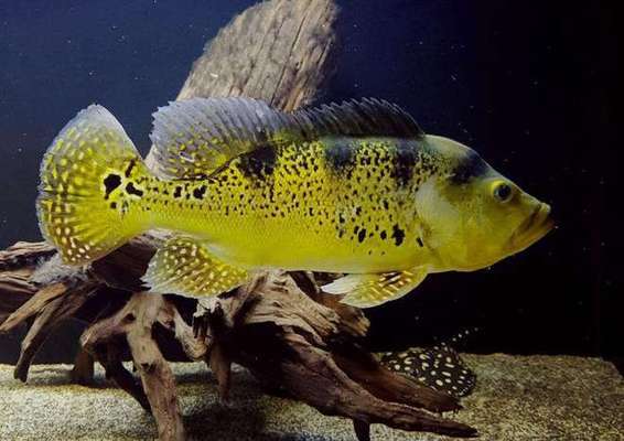 老魚匠加熱棒壽命多少年(老魚匠加熱棒壽命多少年啊)