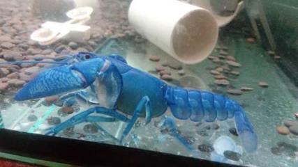 紅龍魚幼魚飼養技巧圖解 紅龍幼魚怎么喂養