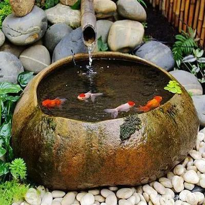 金龍魚大獎賽怎么參加（金龍魚怎么比賽） 金龍魚大獎賽怎么參加（金龍魚怎么比賽） 九鼎魚缸 第2張