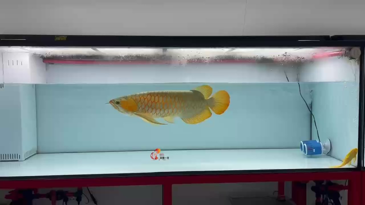 60cm 超大鰭尾