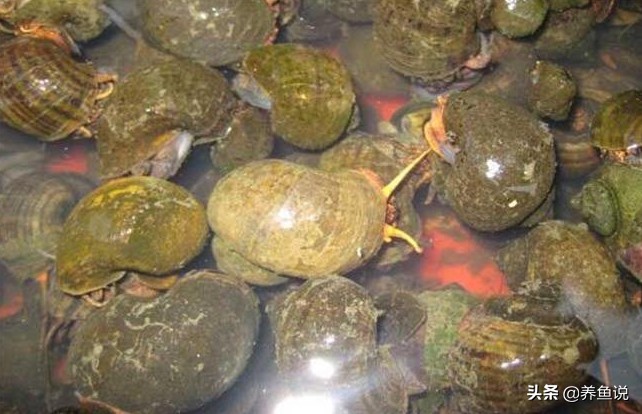 十大好養(yǎng)的大型熱帶魚圖片及飼養(yǎng)指南，十大好養(yǎng)的大型熱帶魚，品種圖鑒與飼養(yǎng)技巧全攻略