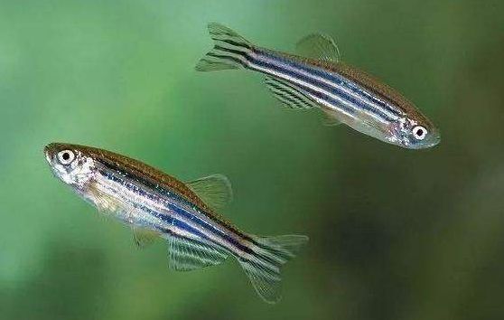 金絲貓魚和黃金招財貓哪個好養，黃金貓和招財貓魚的區別