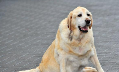 沭陽哪里賣魚缸好一點 沭陽哪里有賣金魚的