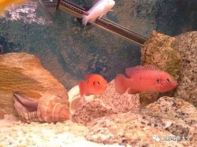 歐寶魚缸實體店在哪里有 歐寶專賣店在哪里 九鼎魚缸 第2張 歐寶魚缸實體店在哪里有 歐寶專賣店在哪里 歐寶魚缸實體店在哪里有 歐寶專賣店在哪里 九鼎魚缸 第2張