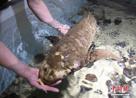 開家水族館進貨要求：開水族館進貨要求