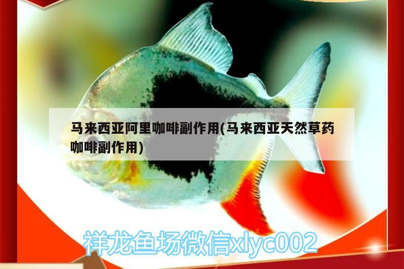 馬來西亞阿里咖啡副作用(馬來西亞天然草藥咖啡副作用)
