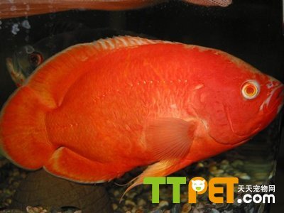 1.2米魚缸適合養(yǎng)幾條魚 12米魚缸適合養(yǎng)幾條魚呢