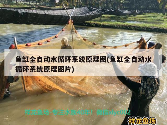魚缸全自動水循環系統原理圖(魚缸全自動水循環系統原理圖片)