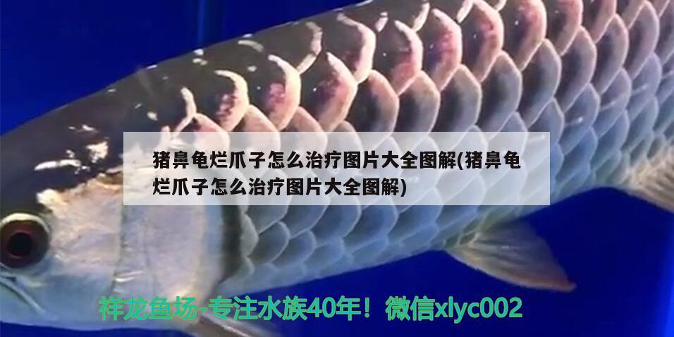 豬鼻龜爛爪子怎么治療圖片大全圖解(豬鼻龜爛爪子怎么治療圖片大全圖解)
