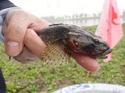 百色可麗愛魚缸專賣店電話：探訪百色可麗愛魚缸專賣店，打造水族世界的藝術(shù)與匠心