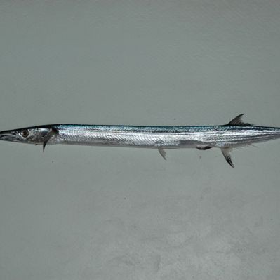 尖嘴的海魚(yú)【尖嘴海魚(yú)的生態(tài)特點(diǎn)】