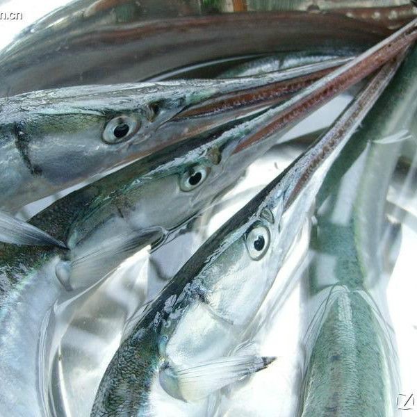 尖嘴的海魚(yú)【尖嘴海魚(yú)的生態(tài)特點(diǎn)】
