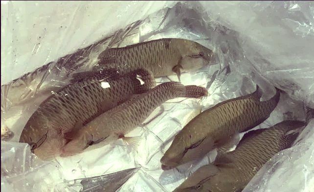 尖嘴的海魚(yú)【尖嘴海魚(yú)的生態(tài)特點(diǎn)】