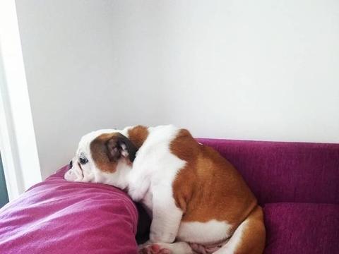 伊罕加熱棒真假辨別（伊罕加熱棒真假辨別圖片） 伊罕加熱棒真假辨別（伊罕加熱棒真假辨別圖片） 伊罕水族 第2張