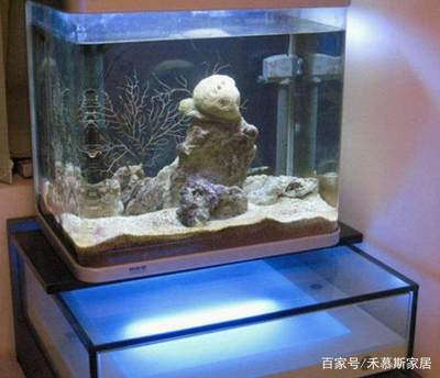 名貴的淡水觀賞魚圖片（名貴的淡水觀賞魚圖片大全）