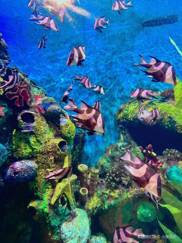 寧波江北水族店，寧波江北尋龍訣水族館企查查寧波江北尋龍訣水族館等特色場所