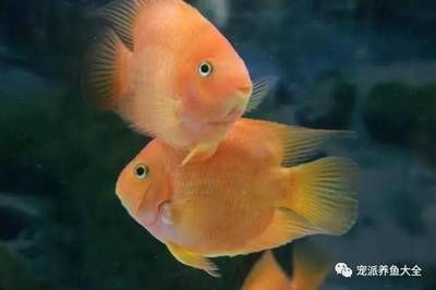 黃金貓魚跟金絲貓一樣嗎？
