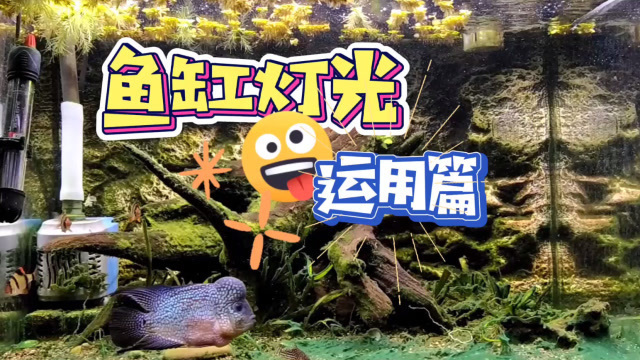 詳細閱讀:紅龍魚鱗片有黑斑 紅龍魚鱗片有黑斑