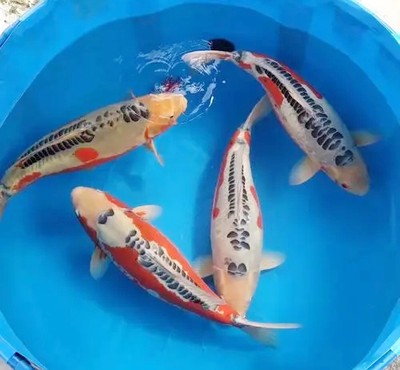 金龍魚和血紅龍魚混養嗎：金龍魚和血紅龍魚的混養注意事項