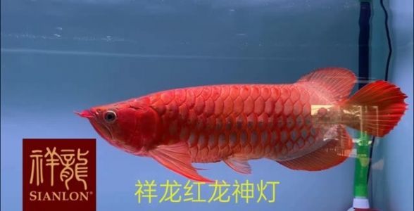 紅龍燈nec的好還是馬印的好用：nec和馬印神燈兩個品牌的特點和用戶反饋