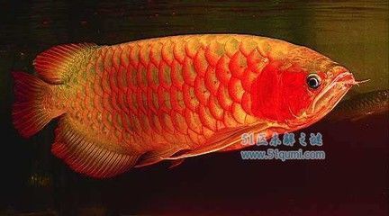 60魚缸適合養多大的魚：60厘米的魚缸適合養什么魚？