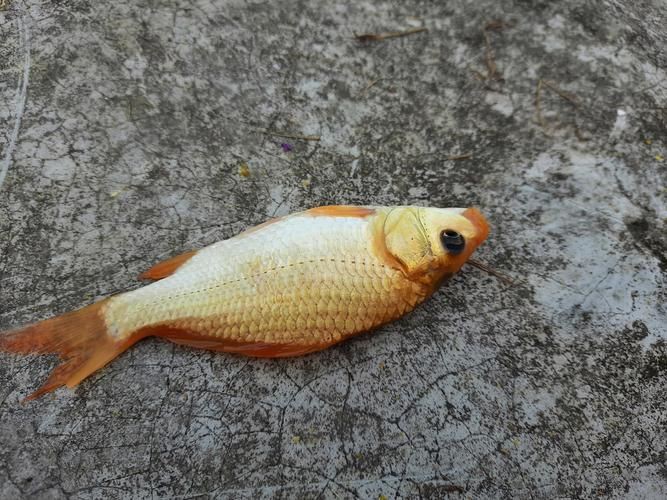 鯉魚是什么樣子的圖片，鯉魚圖片欣賞