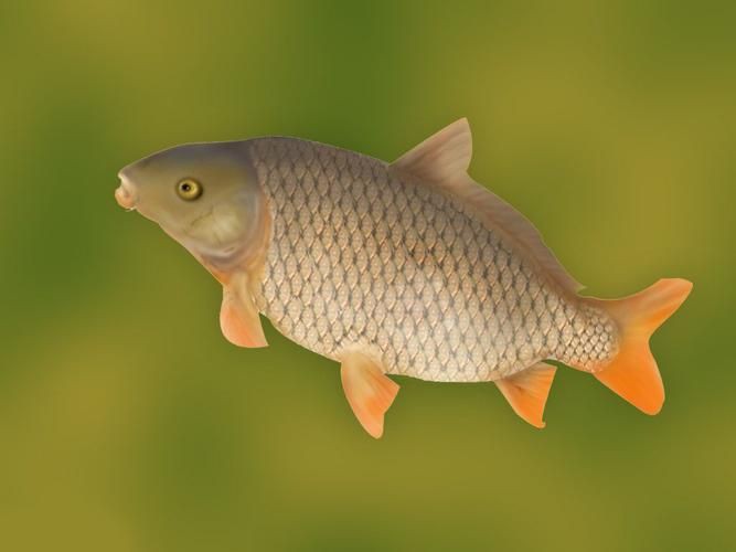 鯉魚是什么樣子的圖片，鯉魚圖片欣賞