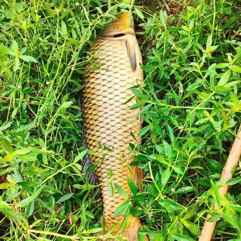 鯉魚是什么樣子的圖片，鯉魚圖片欣賞