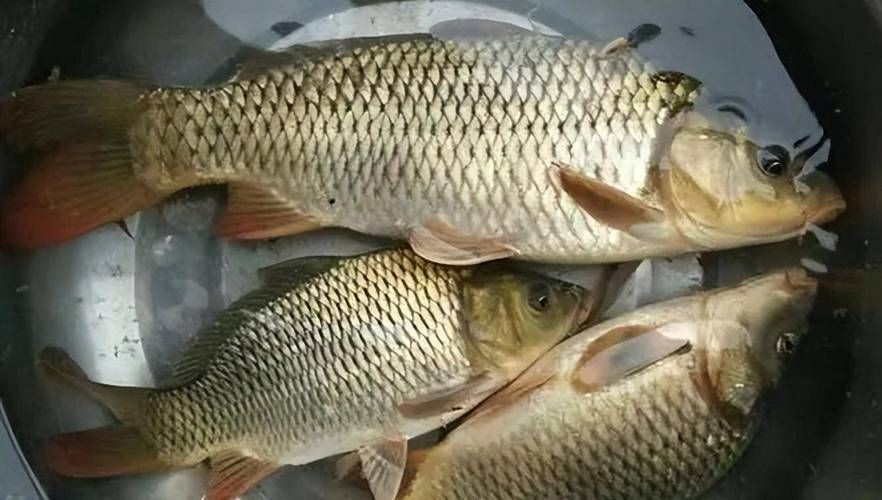 鯉魚是什么樣子的圖片，鯉魚圖片欣賞